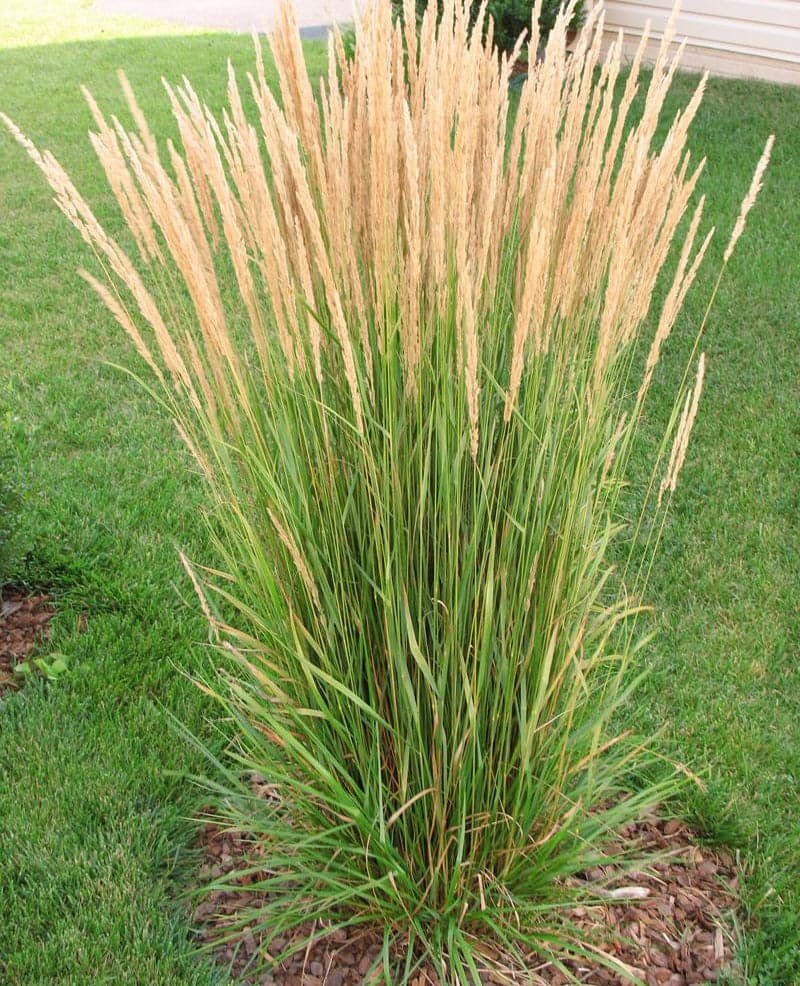 Calamagrostis acutiflora 'Karl Foerster'
