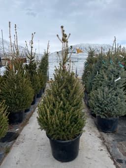 Article thumbnailimage