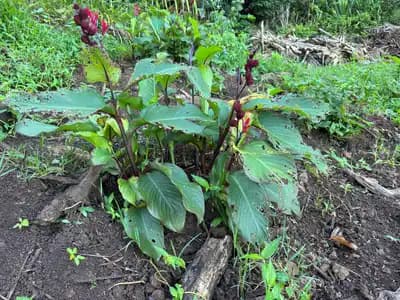 Panicle Canna