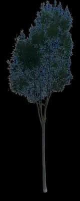 Narrow-leaved Ash