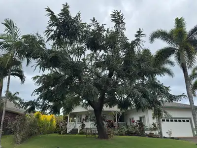 Tree-of-Heaven