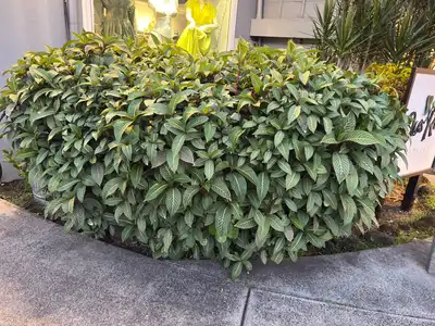 Herbst's Bloodleaf