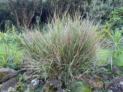 Pili Grass