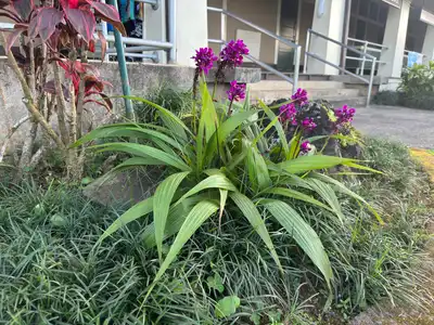 Philippine Ground Orchid