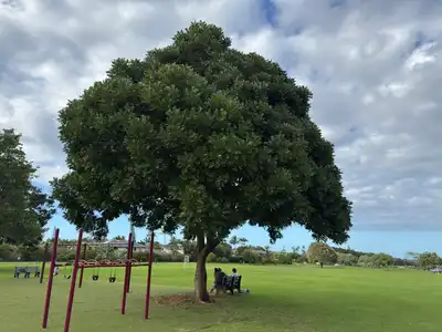 Koa