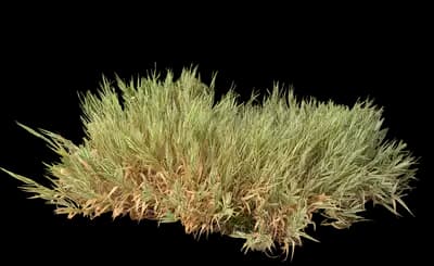 Giant Reed