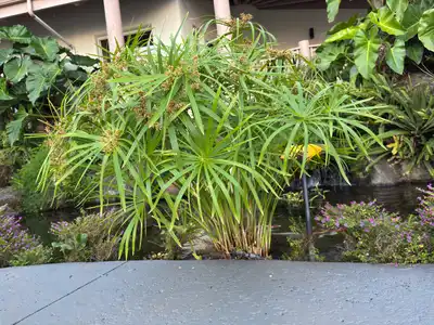 Umbrella Plant