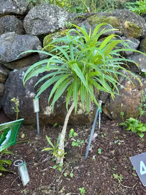 Niʻihau Lobelia