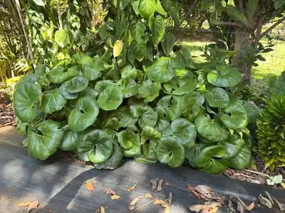 Leopard Plant