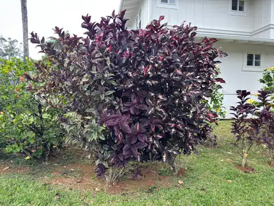 Caricature Plant