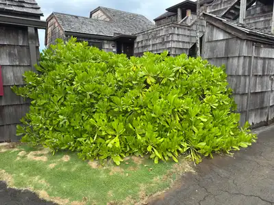Naupaka Kahakai
