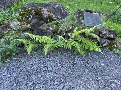 Widespread Maiden Fern