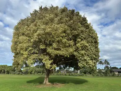 Variegated Weeping Fig