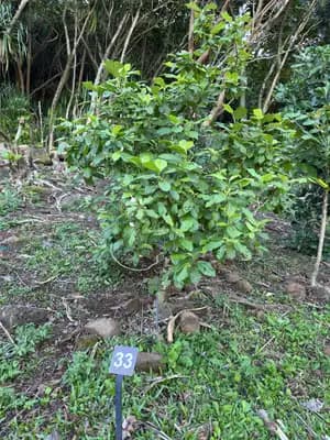 Small Kauaʻi White Hibiscus