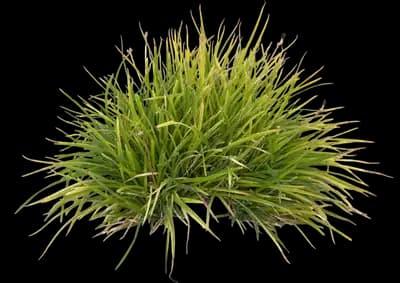 Tall Flatsedge