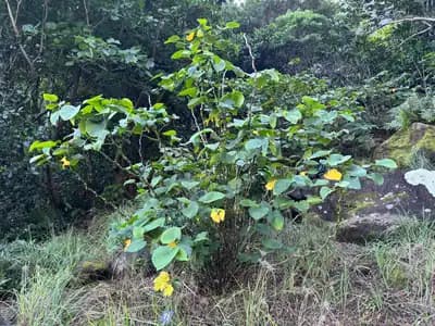 ʻAwa (Kava)
