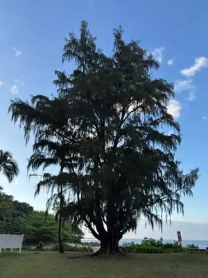Australian Pine