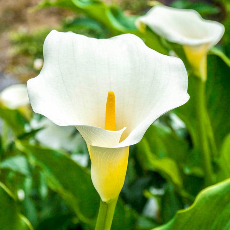 Zantedeschia