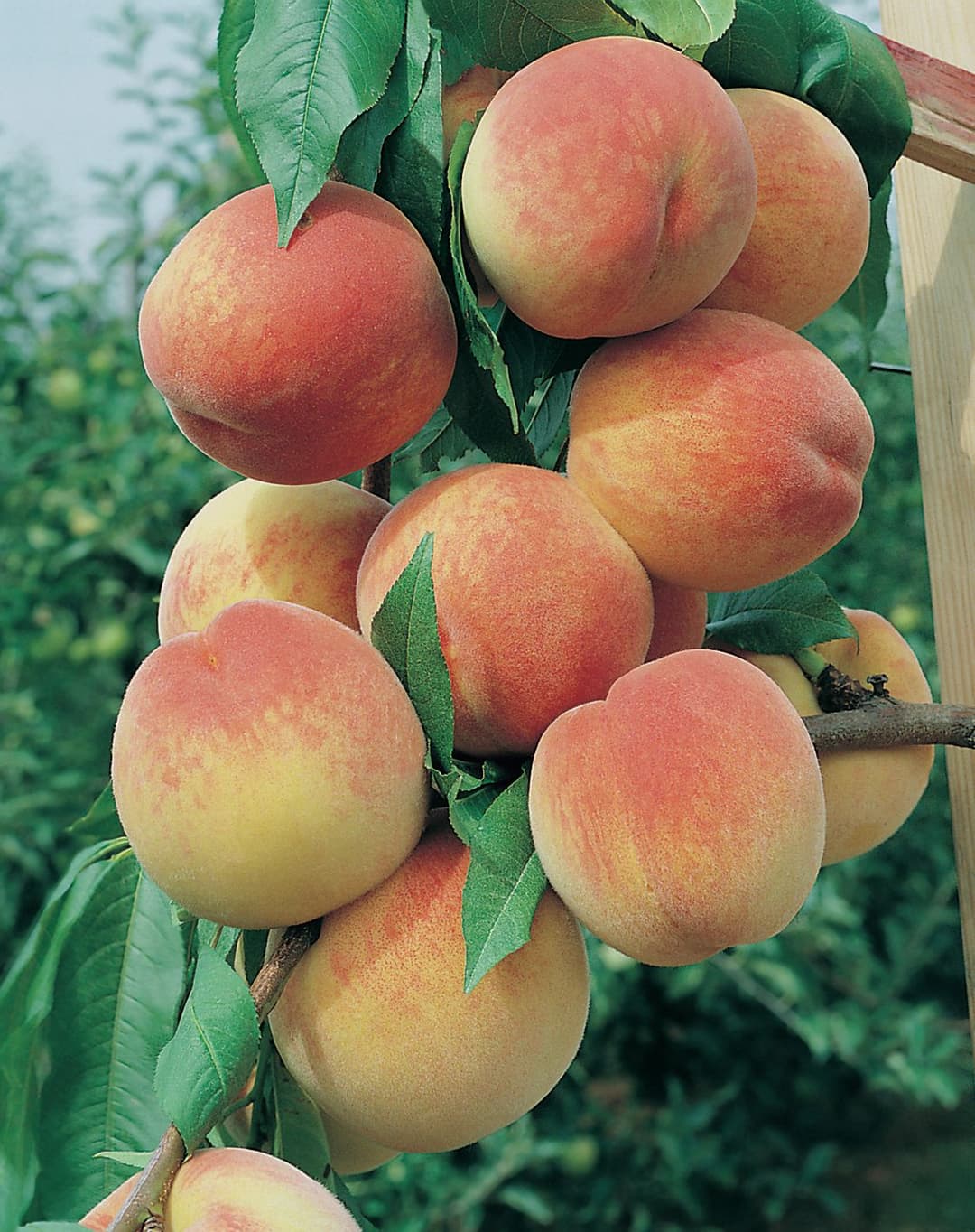 Prunus persica 'Bounty'