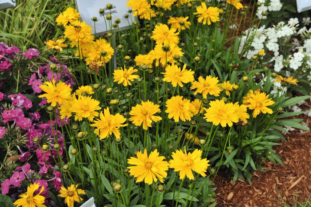 Coreopsis
