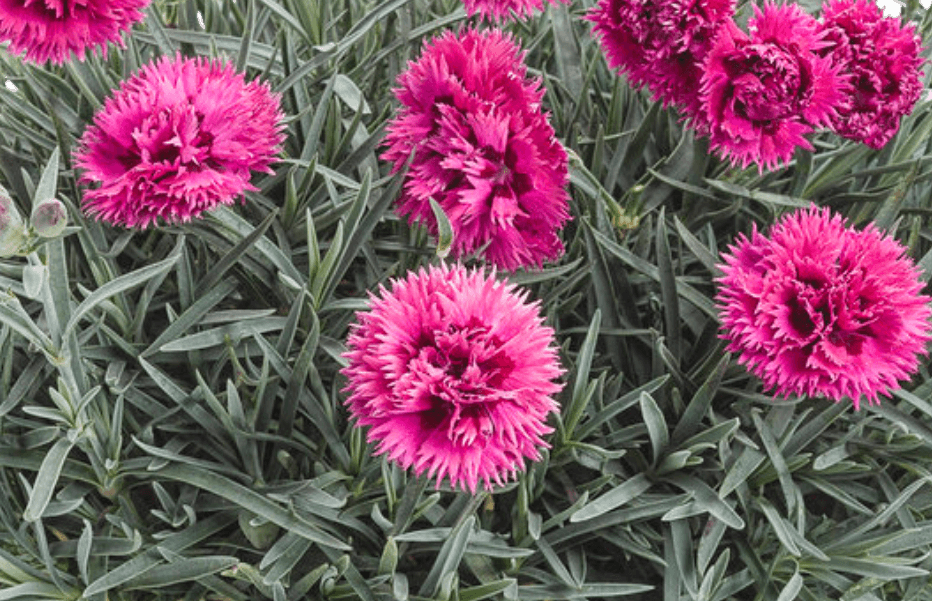 Dianthus