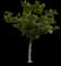 Singapore Graveyard Flower — design image 23