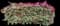 Lesser Bougainvillea — design image 2