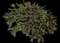 Lemon Bottlebrush — design image 2