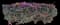 Lesser Bougainvillea — design image 5