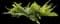 Wart Fern — design image 5