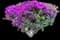 Lesser Bougainvillea — design image 8