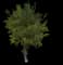 Pink Trumpet Tree — design image 1