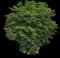 Singapore Graveyard Flower — design image 15