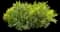 Wart Fern — design image 2