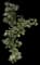 Sea Hibiscus — design image 1