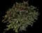 Lemon Bottlebrush — design image 3