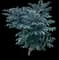 Pōkalakala — design image 2