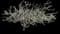 Singapore Graveyard Flower — design image 5