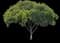 Singapore Graveyard Flower — design image 10