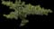 Singapore Graveyard Flower — design image 16