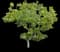 Singapore Graveyard Flower — design image 8