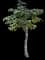 Pōkalakala — design image 7