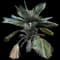 Pritchardia napaliensis — design image 2