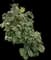 Sea Hibiscus — design image 2