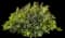 Wart Fern — design image 3