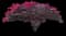 Lesser Bougainvillea — design image 4