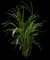 Areca Palm Tree — design image 17