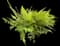 Wart Fern — design image 6