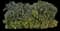 Areca Palm Tree — design image 7