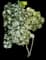 Sea Hibiscus — design image 5